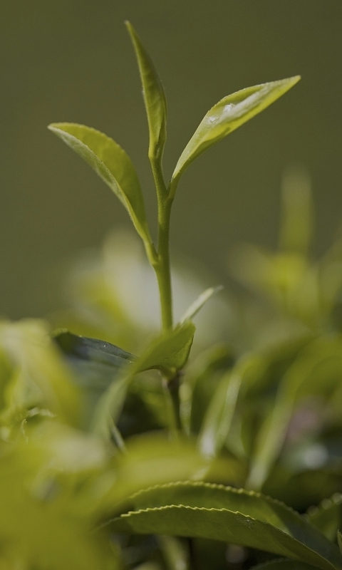 201903291558365c9dd02ccf456